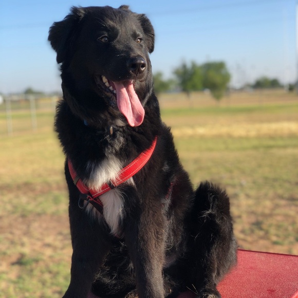 Meet your Posher, Susan - Picture 3 of 3